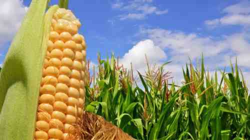 Почему стоит включить в свой рацион кукурузу?