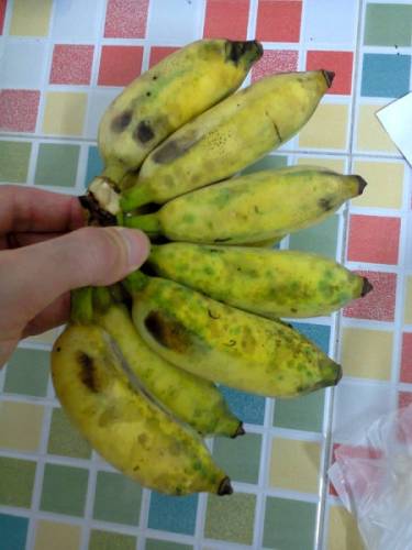 За что можно любить бананы?