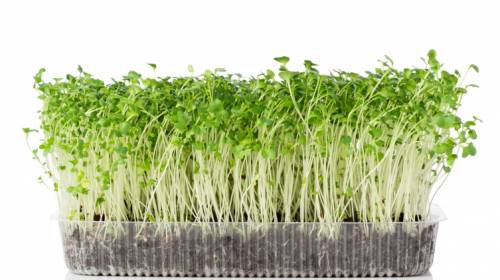 Как выращивать микрозелень в домашних условиях?