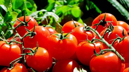 Как правильно выбирать красные помидоры?